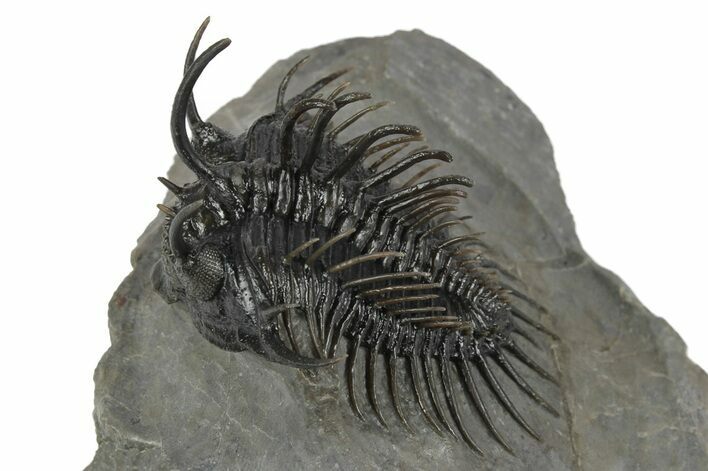 Spiny Comura Trilobite - Great Preparation #245929